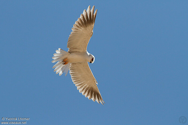 Black-winged Kiteadult, Flight