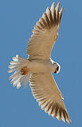 Black-winged Kite