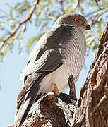 Shikra