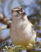 Yellow-bellied Eremomela