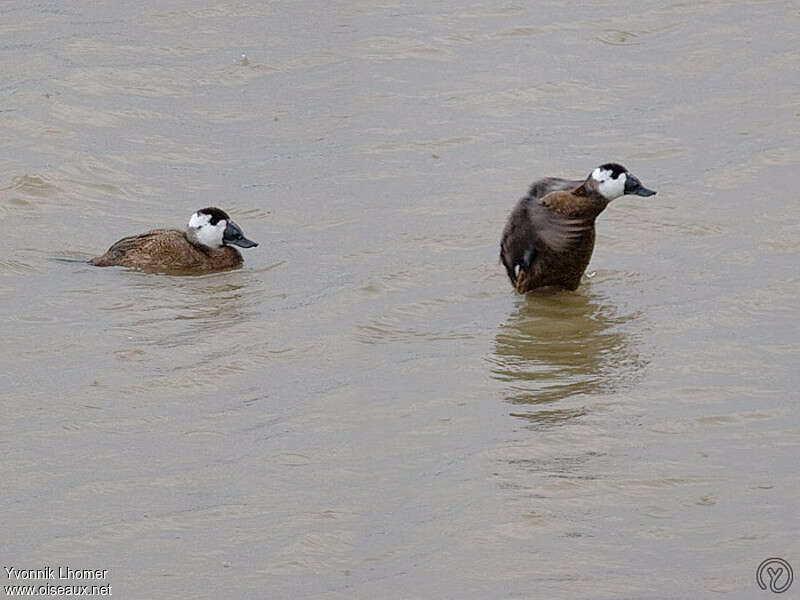 Érismature à tête blanche mâle adulte internuptial, identification