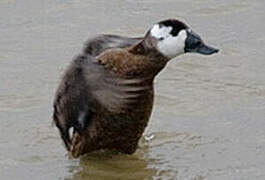 White-headed Duck