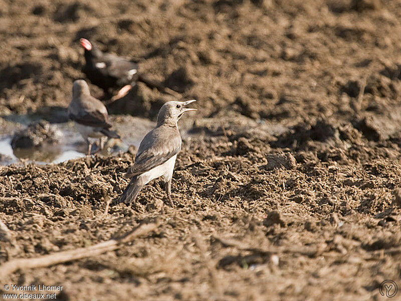 Wattled Starlingjuvenile, identification