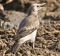 Wattled Starling