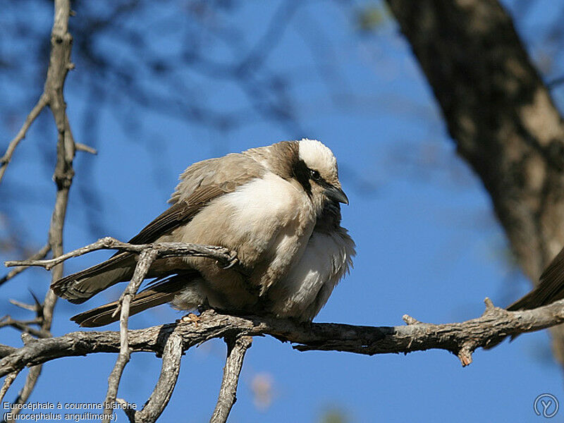 Southern White-crowned Shrikeadult, identification