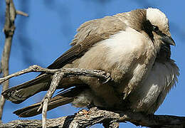 Southern White-crowned Shrike