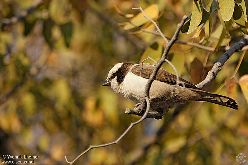 Southern White-crowned Shrikeadult, identification