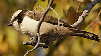 Southern White-crowned Shrike