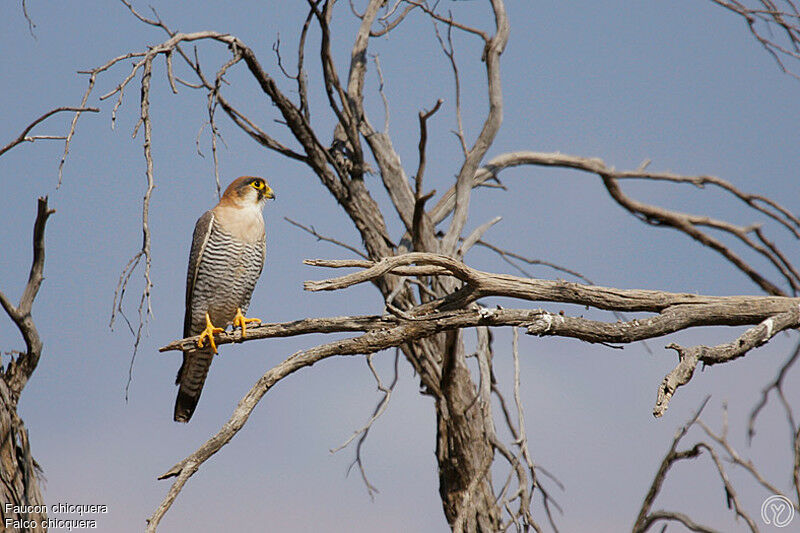 Red-necked Falconadult, identification