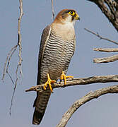 Red-necked Falcon