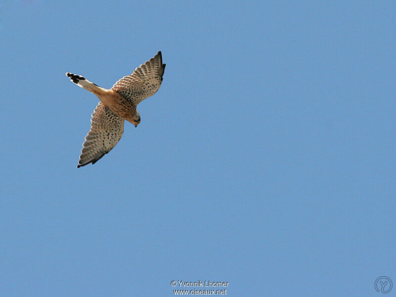 Lesser Kestreladult, Flight