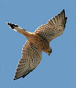 Lesser Kestrel