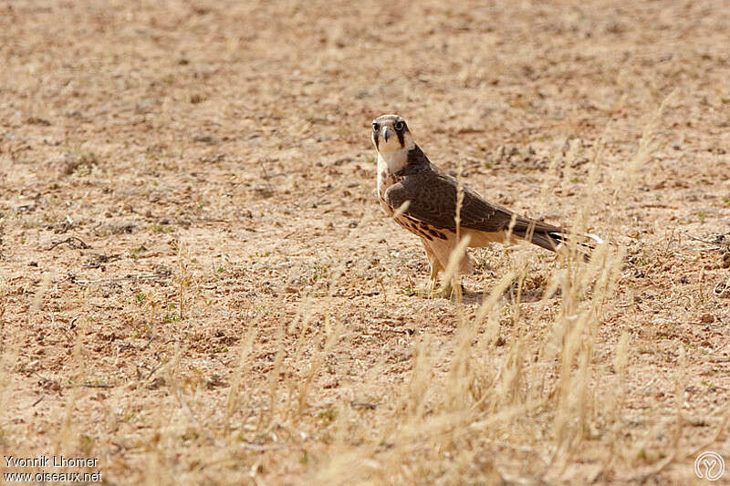 Lanner Falconjuvenile, identification