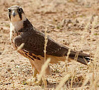 Lanner Falcon