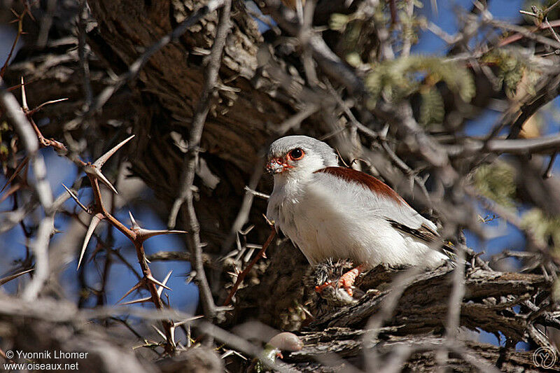 Fauconnet d'Afrique femelle adulte, identification, régime