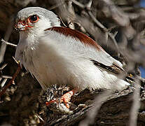 Pygmy Falcon