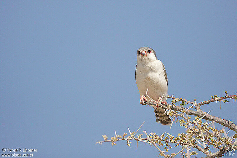 Fauconnet d'Afrique mâle adulte, identification