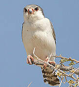 Pygmy Falcon