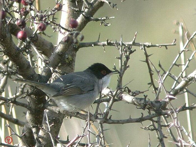 Sardinian Warbler