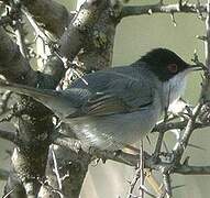 Sardinian Warbler