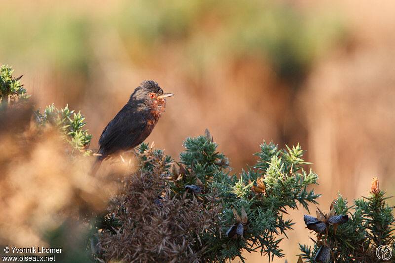 Dartford Warbler male adult breeding, identification