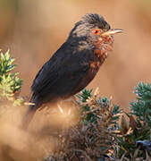 Dartford Warbler