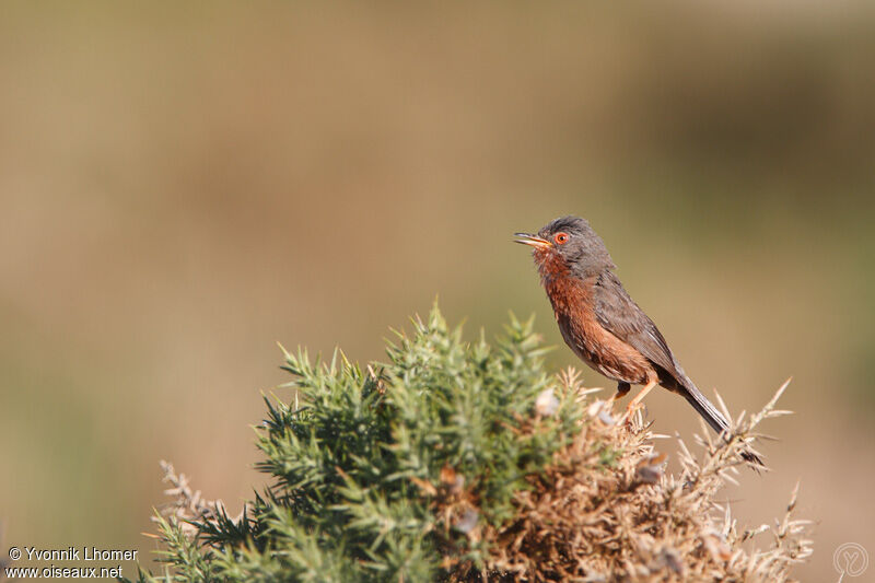 Dartford Warbler male adult post breeding, Behaviour, identification, song