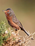 Dartford Warbler