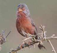 Dartford Warbler