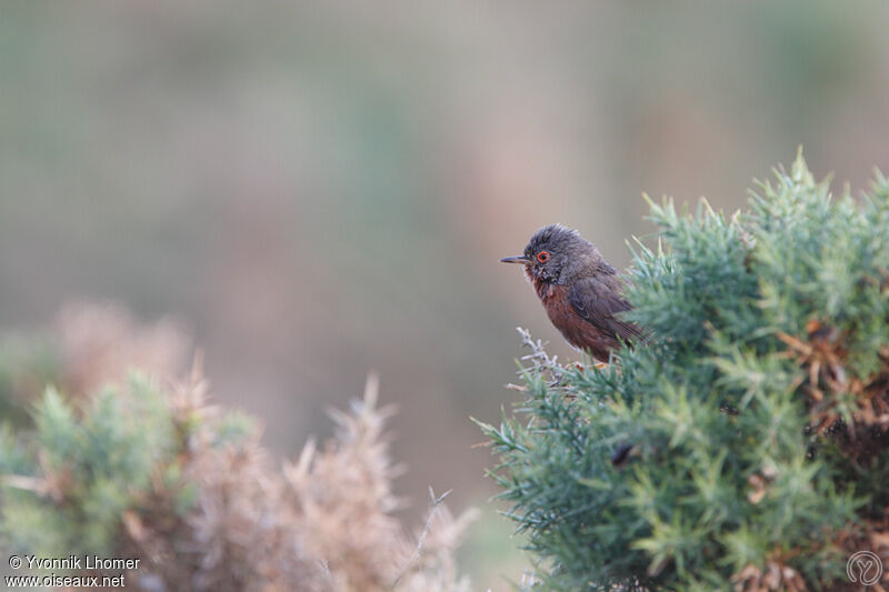 Dartford Warbler male adult breeding, identification