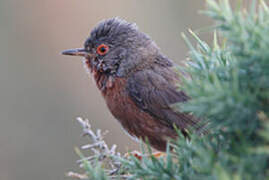 Dartford Warbler