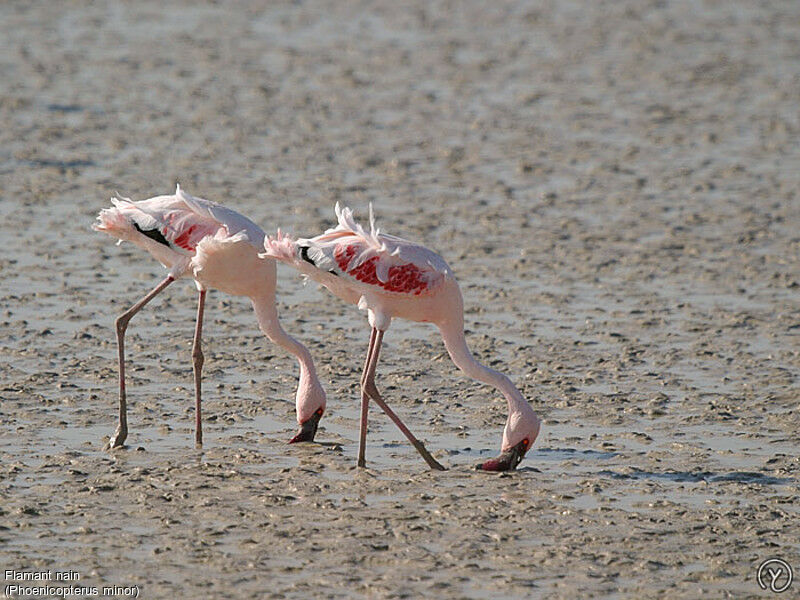 Flamant nainadulte, Comportement, identification