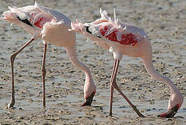 Lesser Flamingo