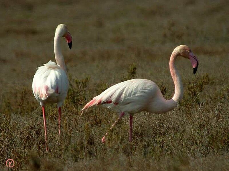 Flamant rose