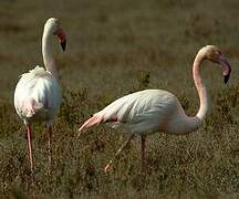 Greater Flamingo