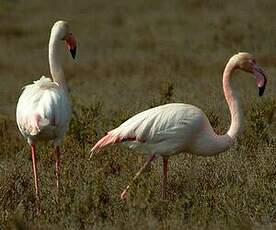 Flamant rose