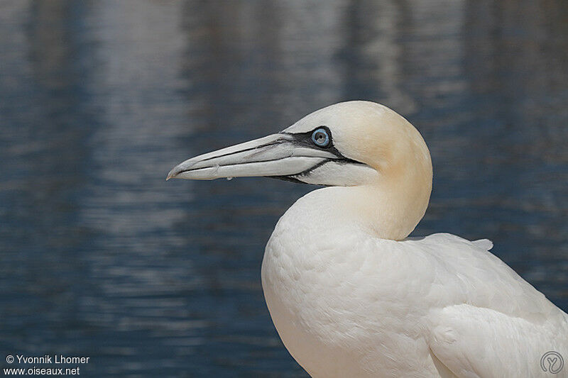 Northern Gannetadult, identification