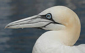 Northern Gannet