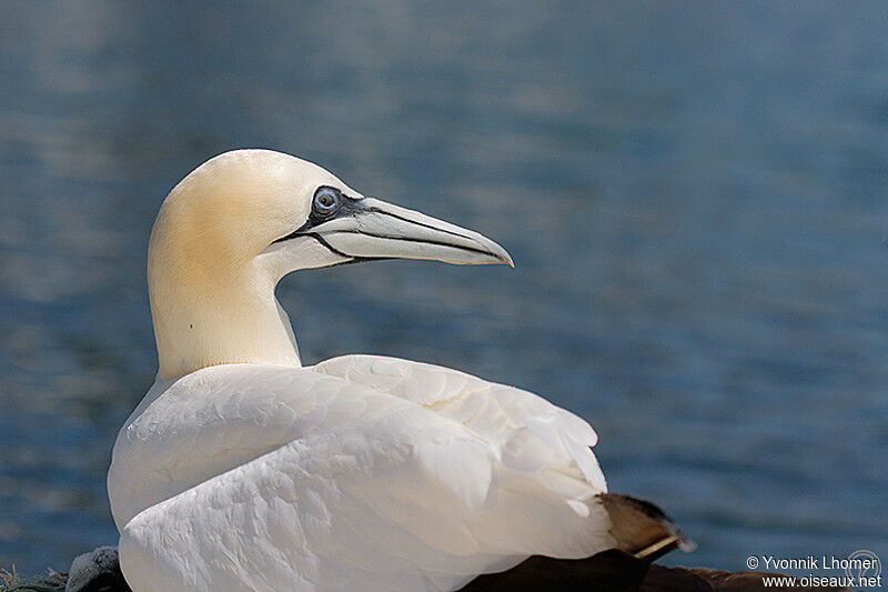 Northern Gannetadult, Reproduction-nesting, identification