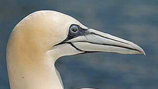 Northern Gannet