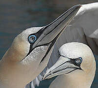 Northern Gannet