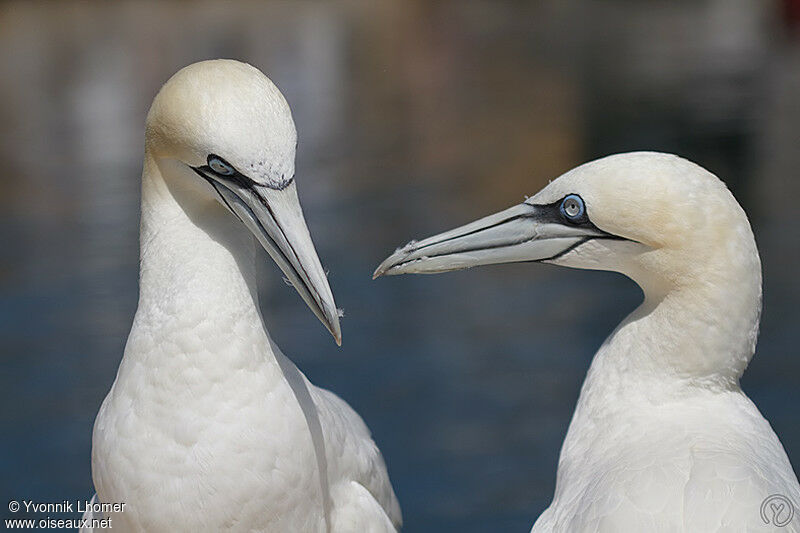 Northern Gannet adult, Behaviour, identification