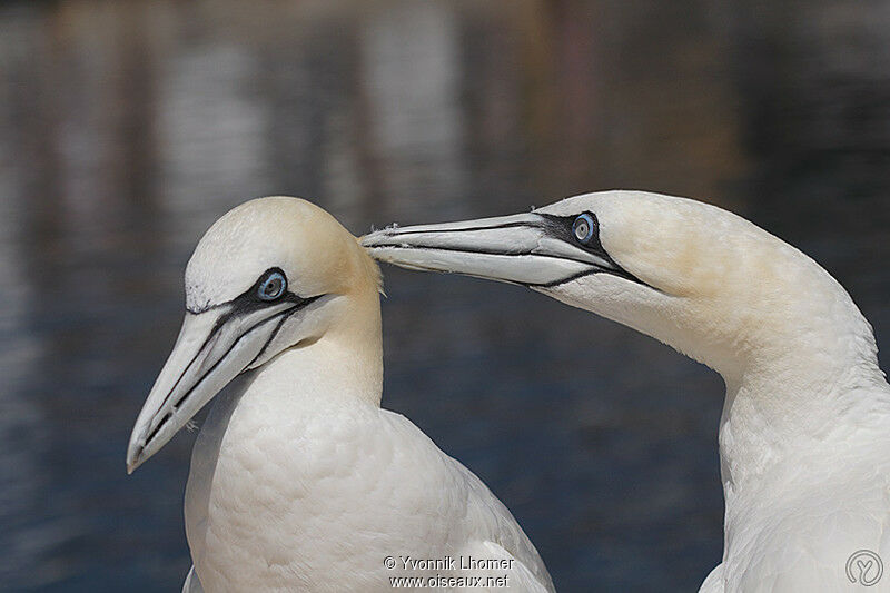 Northern Gannet adult, Behaviour, identification