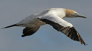 Cape Gannet