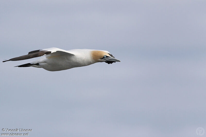 Cape Gannetadult post breeding, Flight