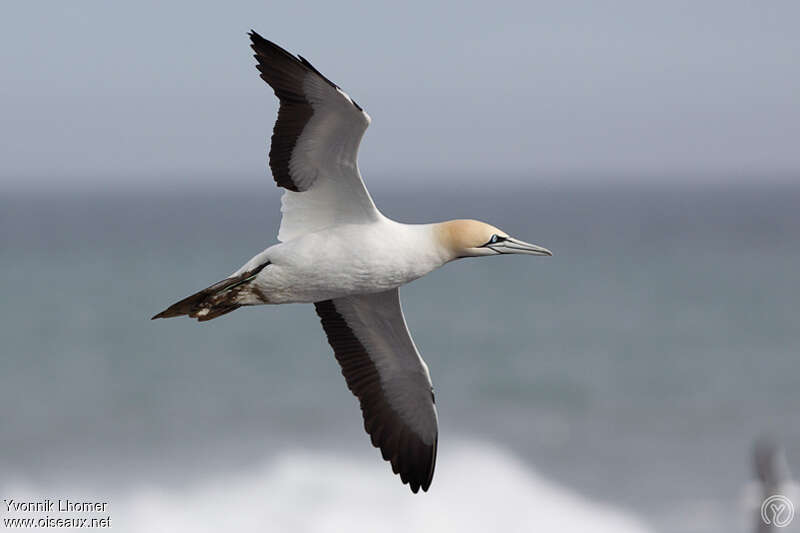 Cape Gannetadult post breeding, Flight