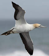 Cape Gannet