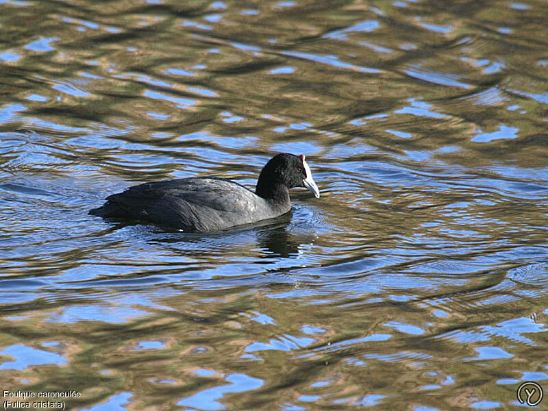 Foulque caronculéeadulte, identification