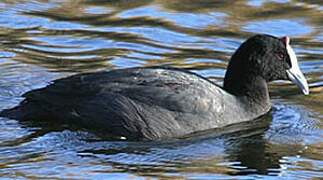 Red-knobbed Coot