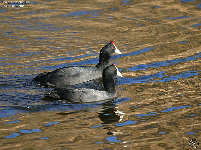 Foulque caronculée adulte, identification